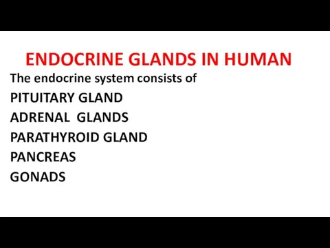 ENDOCRINE GLANDS IN HUMAN The endocrine system consists of PITUITARY