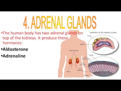 The human body has two adrenal glands on top of
