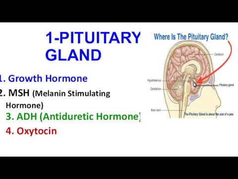 1-PITUITARY GLAND Growth Hormone MSH (Melanin Stimulating Hormone) 3. ADH (Antiduretic Hormone) 4. Oxytocin