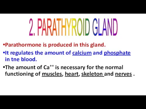 Parathormone is produced in this gland. It regulates the amount