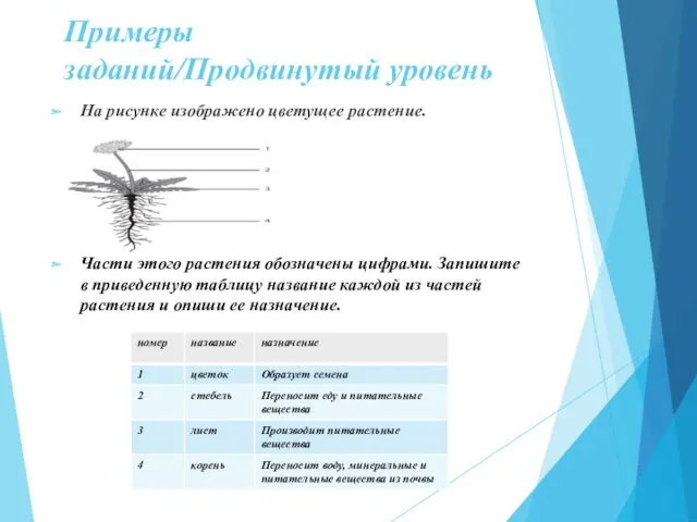 Примеры заданий/Продвинутый уровень На рисунке изображено цветущее растение. Части этого