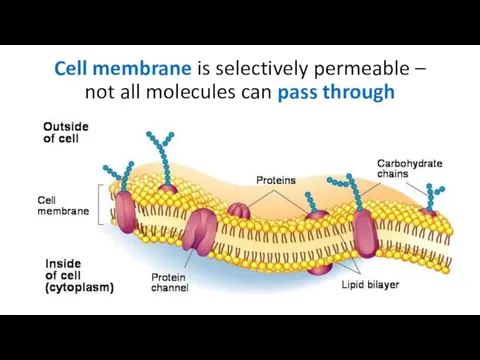 Cell membrane is selectively permeable – not all molecules can pass through