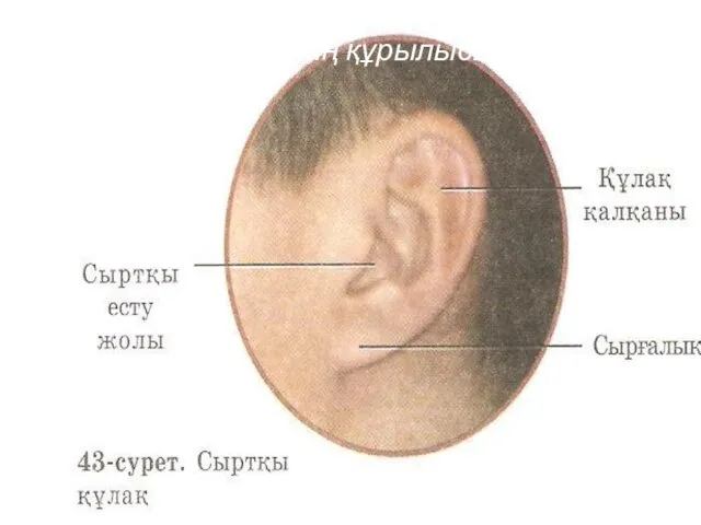 Есту мүшесінің құрылысы.