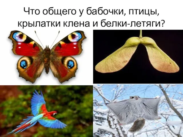 Что общего у бабочки, птицы, крылатки клена и белки-летяги?