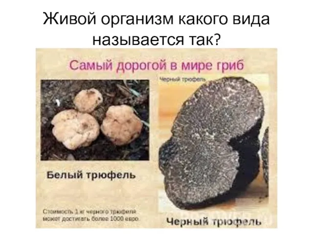 Живой организм какого вида называется так?