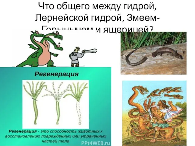 Что общего между гидрой, Лернейской гидрой, Змеем-Горынычем и ящерицей?