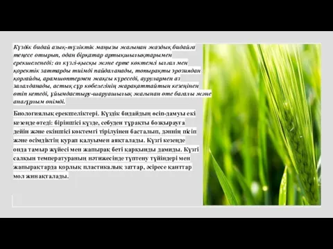 Күздік бидай азық-түліктік маңызы жағынан жаздық бидайға теңесе отырып, одан