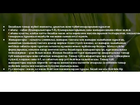 Бидайдың тамыр жүйесі шашақты, ұрықтық және түйінтамырларынан құралған Сабағы –