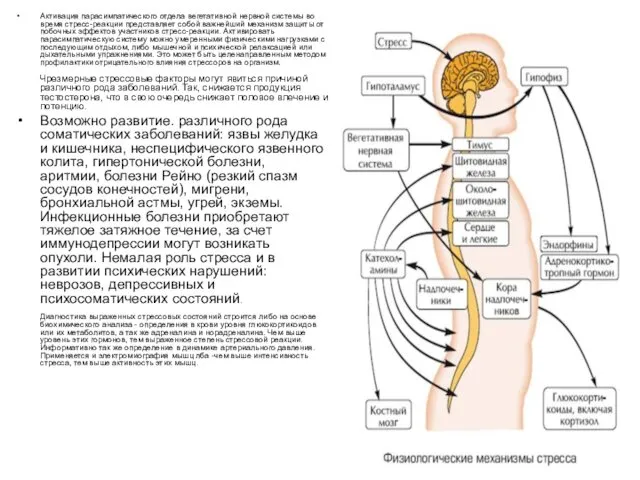 Активация парасимпатического отдела вегетативной нервной системы во время стресс-реакции представляет
