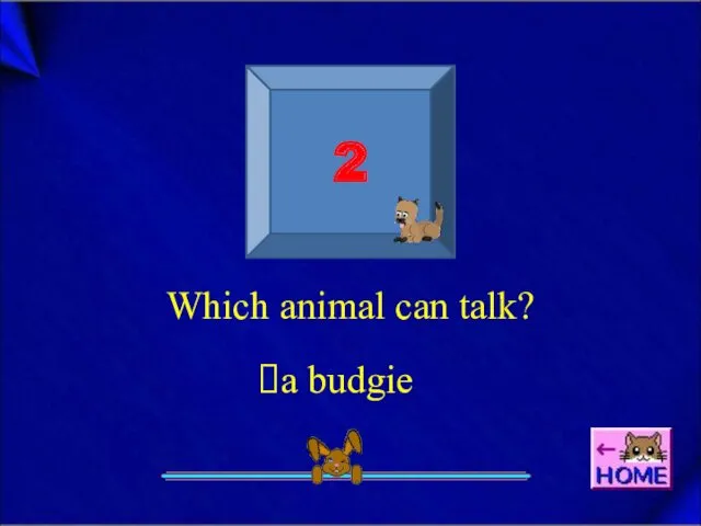 Which animal can talk? 2 a budgie
