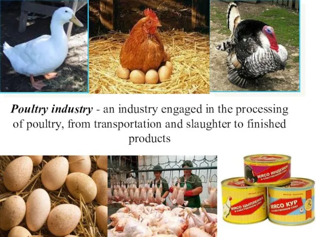 Poultry industry - an industry engaged in the processing of