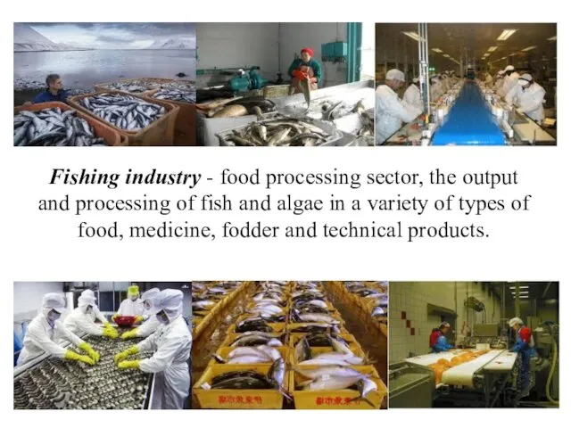 Fishing industry - food processing sector, the output and processing