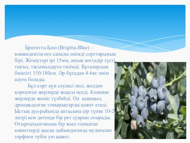 Бригитта-Блю (Brigitta-Blue) – көкжидектің өте сапалы өнімді сорттарының бірі. Жемістері ірі 15мм, ашық