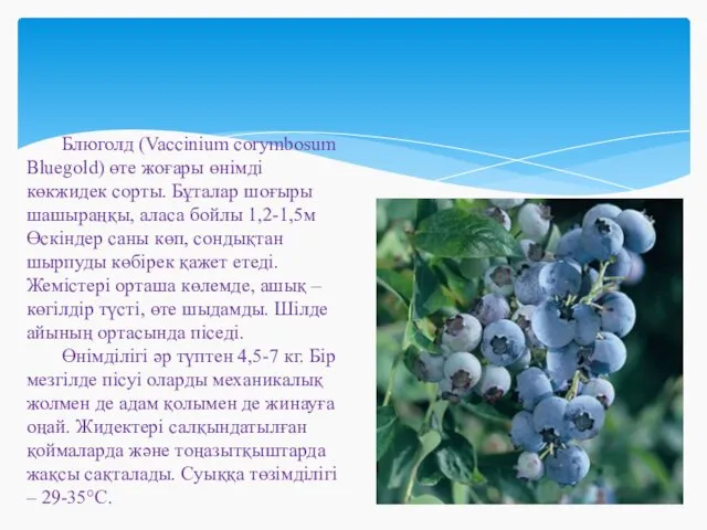 Блюголд (Vaccinium corymbosum Bluegold) өте жоғары өнімді көкжидек сорты. Бұталар шоғыры шашыраңқы, аласа