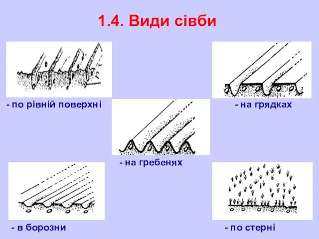 1.4. Види сівби по рівній поверхні на гребенях в борозни по стерні на грядках