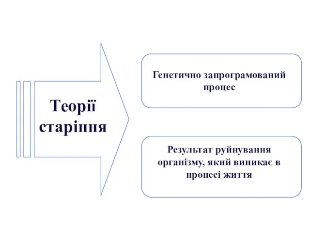 Теорії старіння Генетично запрограмований процес Результат руйнування організму, який виникає в процесі життя