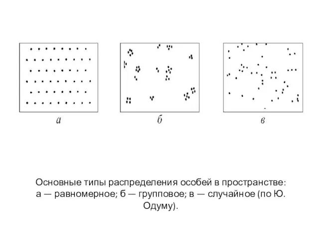 Основные типы распределения особей в пространстве: а — равномерное; б
