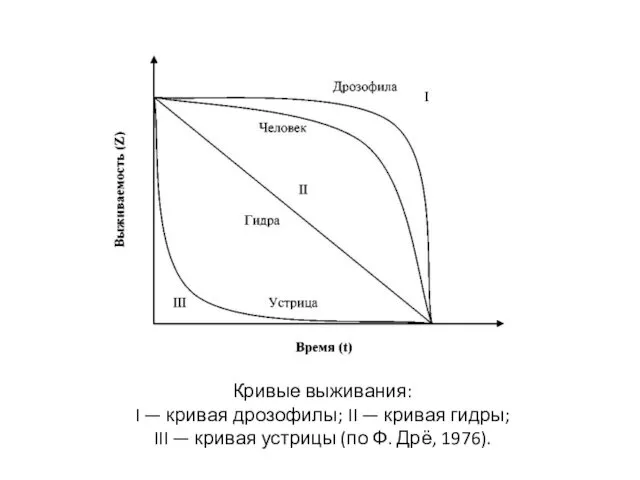 Кривые выживания: I — кривая дрозофилы; II — кривая гидры;