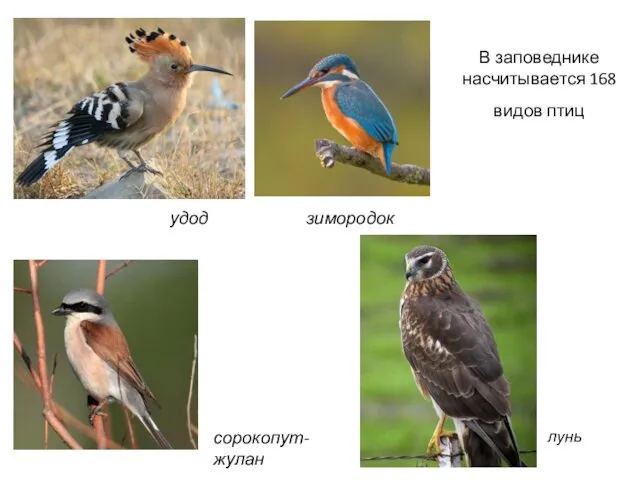 В заповеднике насчитывается 168 видов птиц удод зимородок сорокопут-жулан лунь