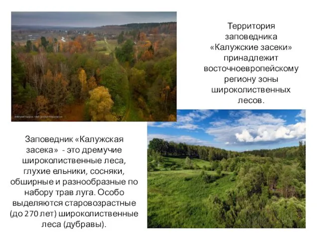 Территория заповедника «Калужские засеки» принадлежит восточноевропейскому региону зоны широколиственных лесов.