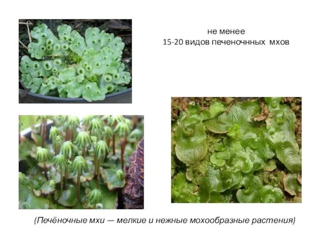 (Печёночные мхи — мелкие и нежные мохообразные растения) не менее 15-20 видов печеночнных мхов