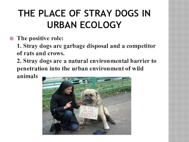 THE PLACE OF STRAY DOGS IN URBAN ECOLOGY The positive