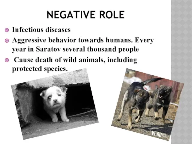 NEGATIVE ROLE Infectious diseases Aggressive behavior towards humans. Every year