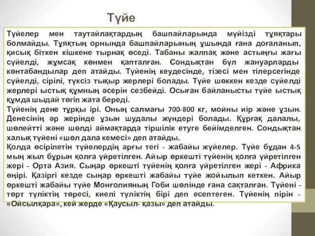 Түйе пішіні Түйелер мен таутайлақтардың башпайларында мүйізді тұяқтары болмайды. Тұяқтың