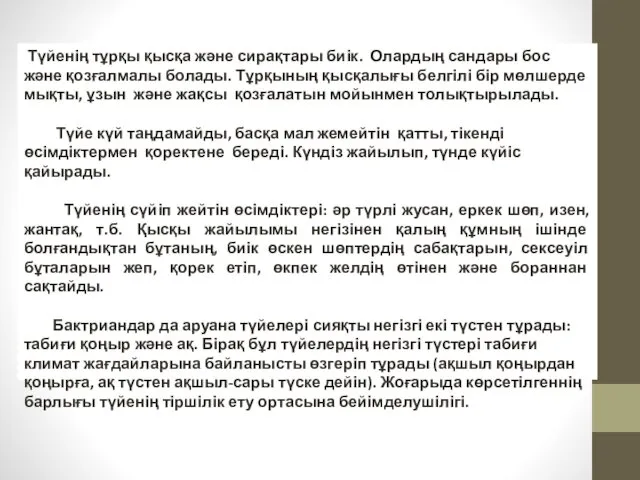 Түйенің тұрқы қысқа және сирақтары биік. Олардың сандары бос және