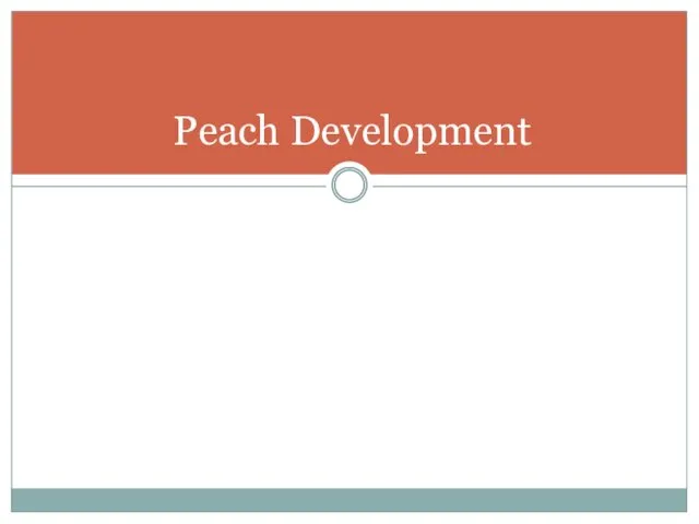 Peach Development