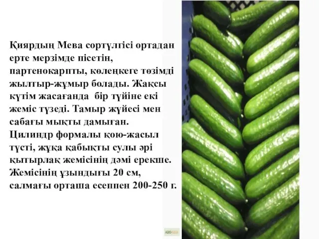 Қиярдың Мева сортүлгісі ортадан ерте мерзімде пісетін, партенокарпты, көлеңкеге төзімді