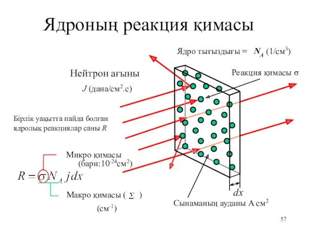 Ядроның реакция қимасы