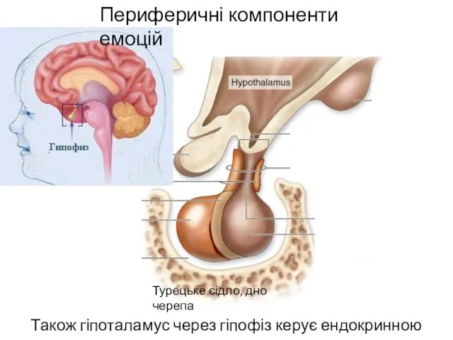 Також гіпоталамус через гіпофіз керує ендокринною системою Турецьке сідло, дно черепа Периферичні компоненти емоцій