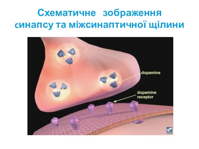 Схематичне зображення cинапсу та міжсинаптичної щілини