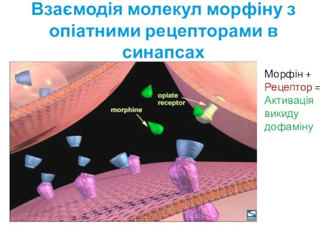 Взаємодія молекул морфіну з опіатними рецепторами в синапсах Морфін + Рецептор = Активація викиду дофаміну