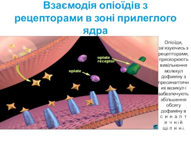 Взаємодія опіоїдів з рецепторами в зоні прилеглого ядра Опіоїди, зв'язуючись