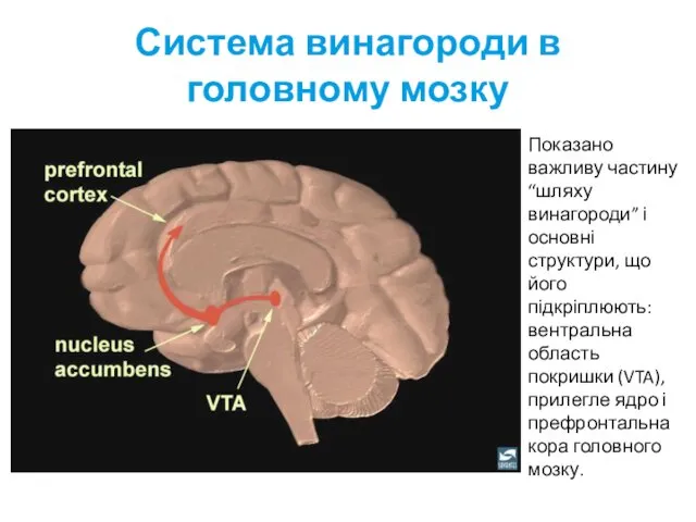 Система винагороди в головному мозку Показано важливу частину “шляху винагороди”