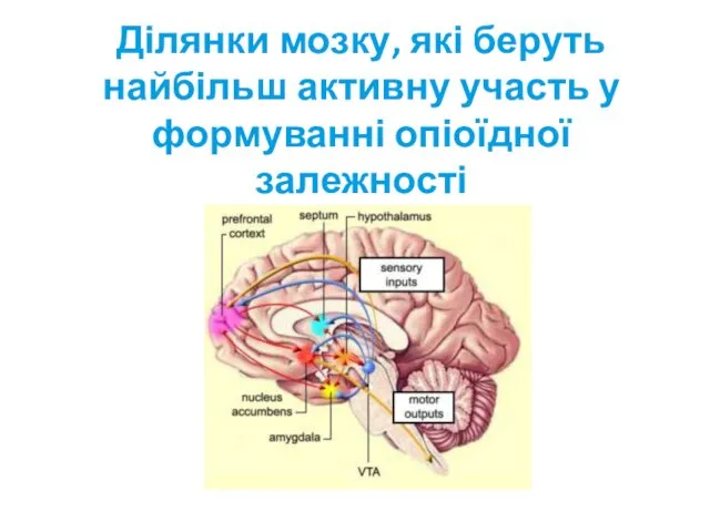 Ділянки мозку, які беруть найбільш активну участь у формуванні опіоїдної залежності