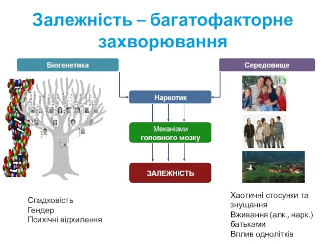 Залежність – багатофакторне захворювання Спадковість Гендер Психічні відхилення Хаотичні стосунки