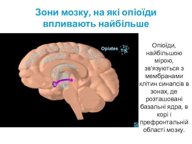 Зони мозку, на які опіоїди впливають найбільше Опіоїди, найбільшою мірою,