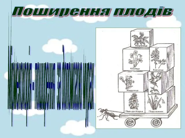 Поширення плодів Мірмекохорія - поширення за допомогою мурах