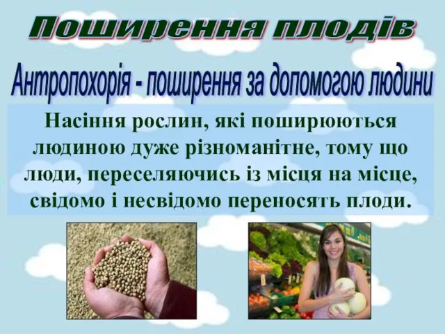 Поширення плодів Антропохорія - поширення за допомогою людини Насіння рослин,