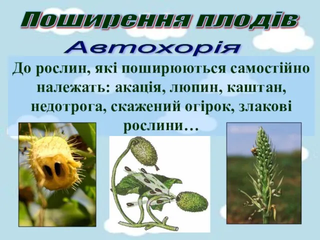 Поширення плодів Автохорія До рослин, які поширюються самостійно належать: акація,