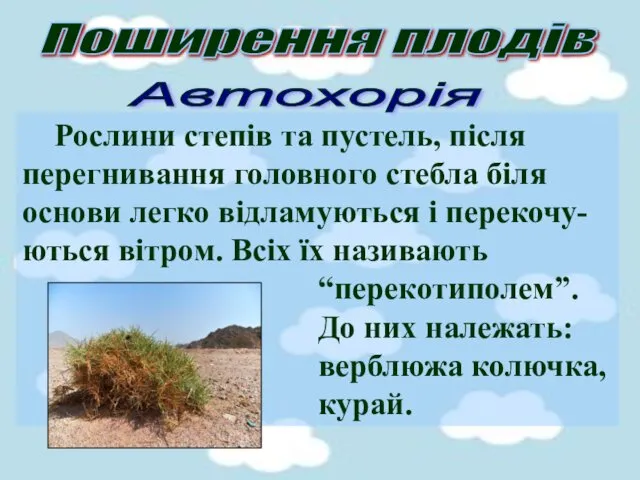 Поширення плодів Автохорія Рослини степів та пустель, після перегнивання головного