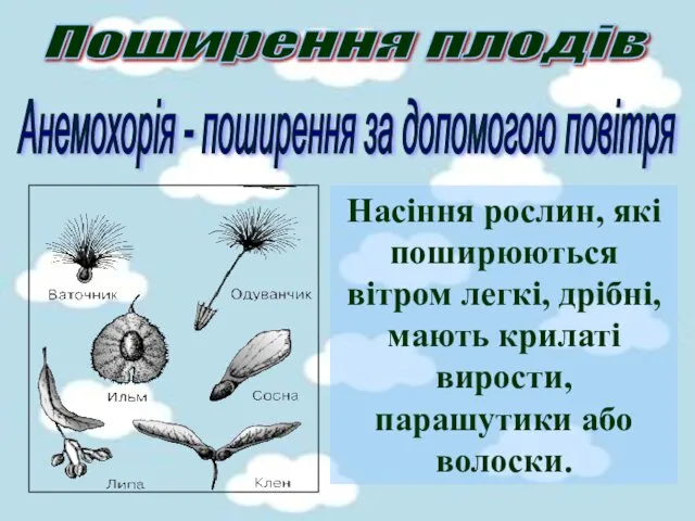 Насіння рослин, які поширюються вітром легкі, дрібні, мають крилаті вирости,