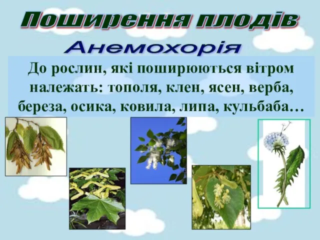 Поширення плодів Анемохорія До рослин, які поширюються вітром належать: тополя,