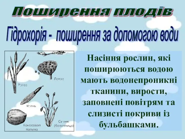 Поширення плодів Гідрохорія - поширення за допомогою води Насіння рослин,