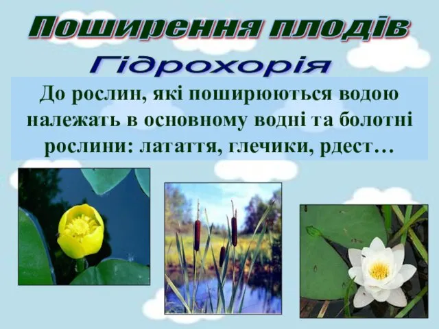 Поширення плодів Гідрохорія До рослин, які поширюються водою належать в