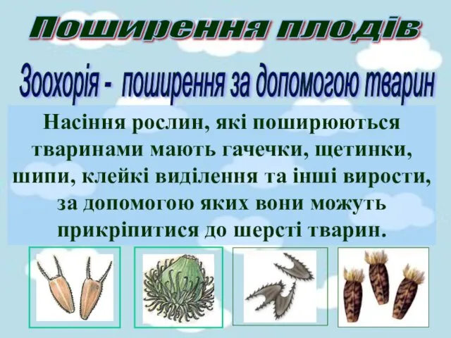 Поширення плодів Зоохорія - поширення за допомогою тварин Насіння рослин,