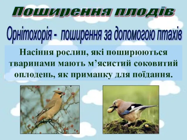 Поширення плодів Орнітохорія - поширення за допомогою птахів Насіння рослин,